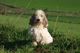 PTIT BASSET GRIFFON V.  016